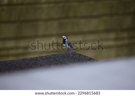 White Wagtail on the roof