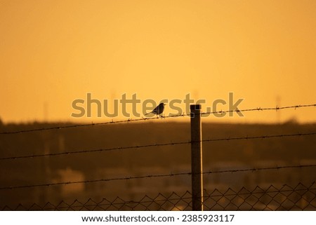 A white wagtail perched on barbed wire against a sunset colors background. Alone bird. Wildlife photo. Animal. Troubled, sorrowful, sad metaphorical meaning. No people, nobody.
