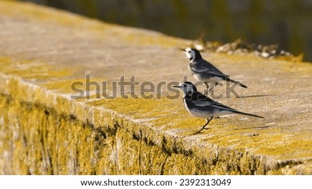 White Wagtail, Pied Wagtail (Motacilla alba yarrellii). Small white and black bird. Two males with gray plumage on a stone wall with yellow lichen. Avifauna of Europe. Ornithology in Brittany, France