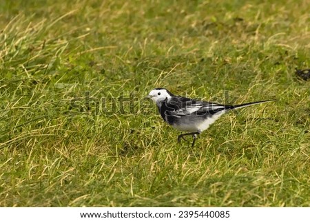 White Wagtail, Pied Wagtail (Motacilla alba yarrellii). Small white and black bird. Male with contrasting plumage hunts insects in green grass. Wild avifauna of Europe. Ornithology in Brittany, France