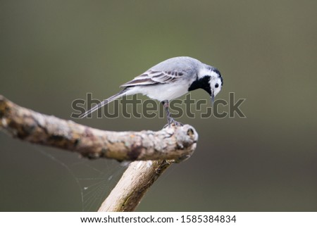 Similar – Vogel auf einem Zweig 1