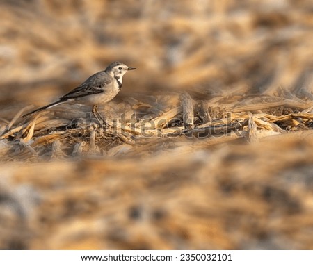 A White Wagtail resting on dry grass