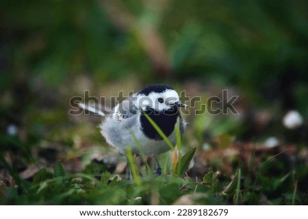 A white wagtail searching for food while looking through the green grass. The white wagtail is captured in a green frame