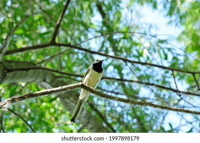 The White Wagtail Is A Small Passerine Bird In The Family Motacillidae.