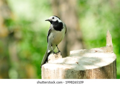 The White Wagtail Is A Small Passerine Bird In The Family Motacillidae.