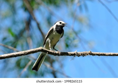 The White Wagtail Is A Small Passerine Bird In The Family Motacillidae.