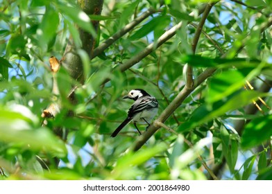 The White Wagtail Is A Small Passerine Bird In The Family Motacillidae.