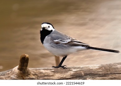 The White Wagtail Is A Small Passerine Bird In The Family Motacillidae. 