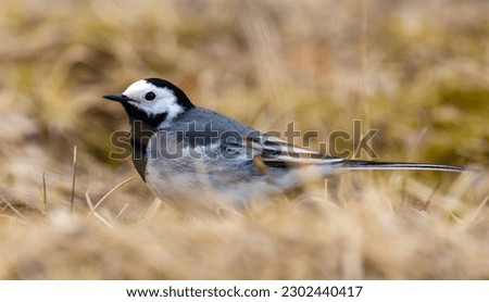 White wagtail, tiny black and white bird closeup in a yellow field