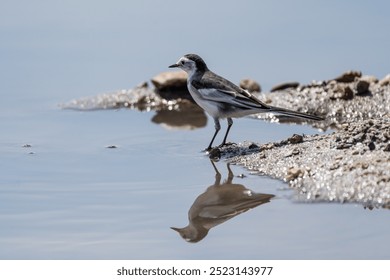 White Wagtail's reflection on water. The White Wagtail (Motacilla alba) is a slender bird with a long tail, known for its distinctive black and white plumage, often near water. - Powered by Shutterstock