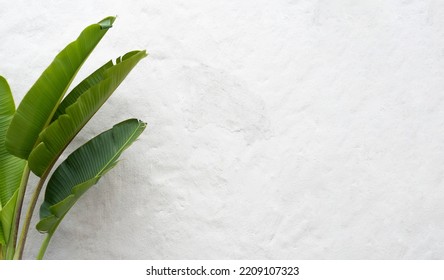 White wall background with stucco texture and big leaves. Palm plant leaves. Tropical and minimalist background. - Shutterstock ID 2209107323
