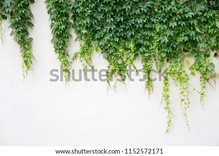 White wall covered with lush green hanging Hedera background texture.