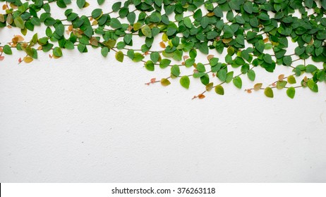 114,730 Vine on the wall Images, Stock Photos & Vectors | Shutterstock