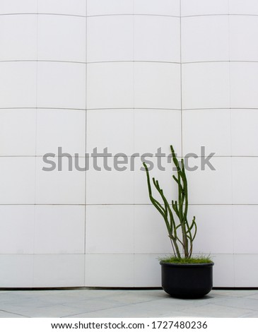 White wall with large cactus background for California vibe full body lifestyle portraits