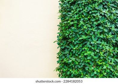 white wall with parallel vertical green plants. Natural background, Ivy leaves on wall