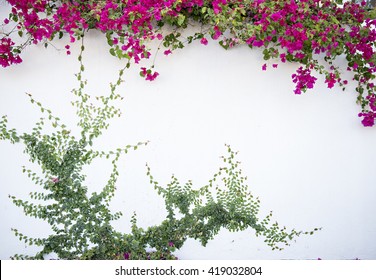 White Wall With Pink Bougainvillea And Vines  