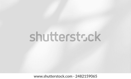 White wall with shadow of tree overlay. Sunlight effect shadow on the wall. Minimal blurred backdrop backgrounds. Summer tropical surface background.	
