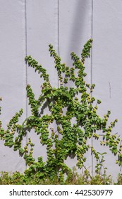 White wall and tree