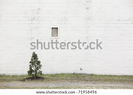 white wall with tree