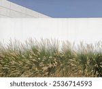 White walled building with fountain grass Pennisetum Petaceum in front.