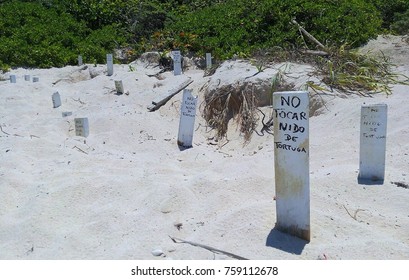 White warning signs marking turtle nests on white sandy beach in Riviera Maya, Mexico with green tropical vegetation in background – signs translate as: “Do not touch, turtle nest”  