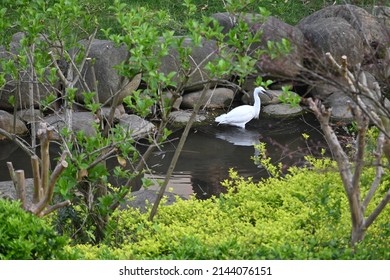 White water bird wading through the small pond searching for crawfish and other small creatures to eat