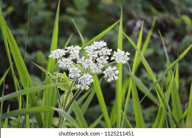 White Water Hemlock