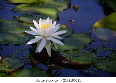 A white water lilie opens its petals in a pond  at Kenilworth Aquatic Gardens in Washington, DC. - Shutterstock ID 2172180311