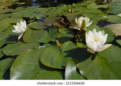 White Water Lilies (Nymphaea Alba)