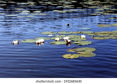 White water lilies on the calm blue water of the lake