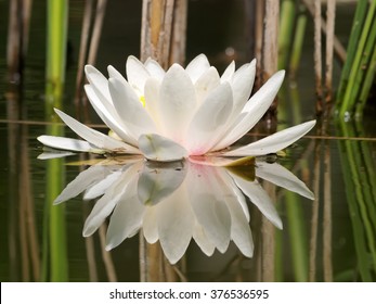 white water lilly in pond and reeds reflection 