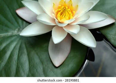 White Water Lily