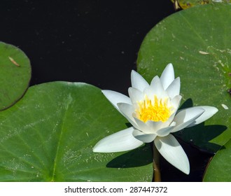 White Water Lily