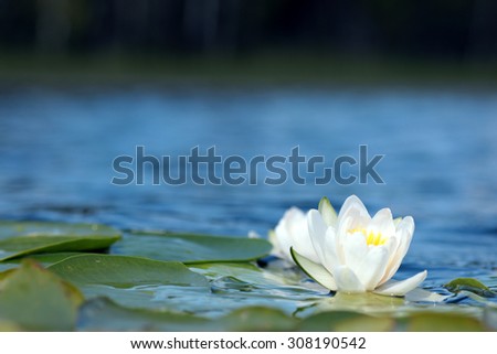 Similar – Reflection of a lily pad