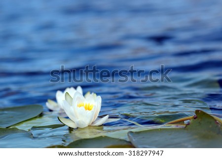 Similar – Reflection of a lily pad