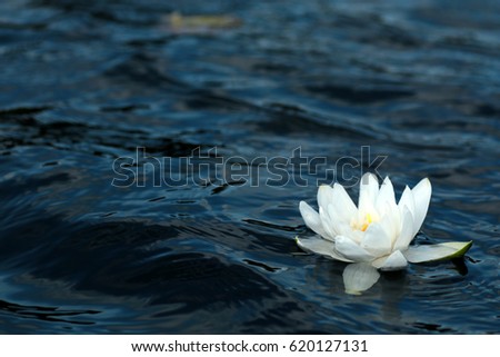 Similar – Reflection of a lily pad