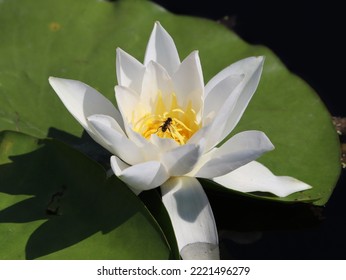 White Water Lily (Nymphaea Alba)