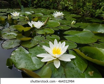 White Water Lily; Nymphaea Alba;