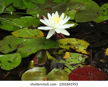 White Water Lily Plant Flower Bloomed In A Marsh In Lakehurst, Ocean County, New Jersey.