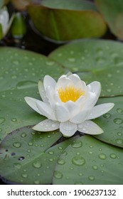 
White Water Lily In A Pond.