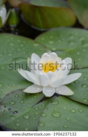 
White water lily in a pond.