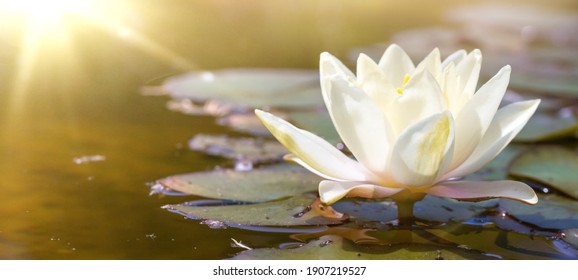 White Water Lily In Pond Under Sunlight. Blossom Time Of Lotus Flower