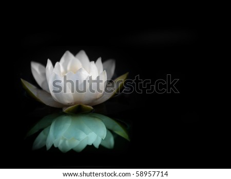 White water lily reflected in water, with black background