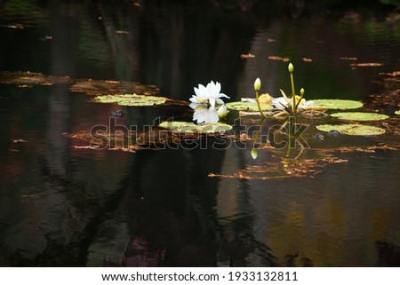 Similar – Reflection of a lily pad