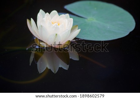 Similar – Reflection of a lily pad