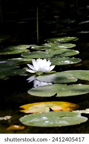 White Water Lily reflection. Blue dragonflies flying above. A row of green round water lily pads. Vignetting