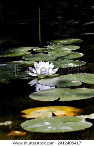 White Water Lily reflection. Blue dragonflies flying above. A row of green round water lily pads. Vignetting