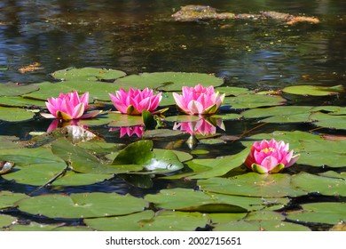 White Water Rose, Water Lily On A Pond At Low Barns Nature Reserve, County Durham, England, UK.