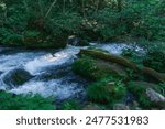 White water streaming around mossy rocks in the deep summer mountains of Aomori Prefecture, Japan.