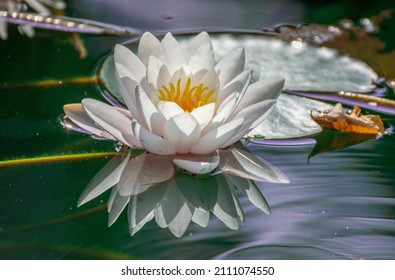 white Waterlilies reflecting in  a lake  in Bistrita,Romania,  2021 AUGUST